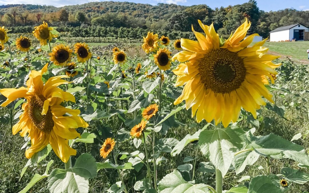 Sunflower Fields Around Westchester